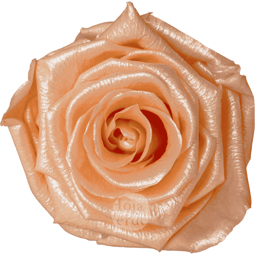 Discover Peach Glow by Hoja Verde, preserved Ecuadorian rose in soft peach pastel