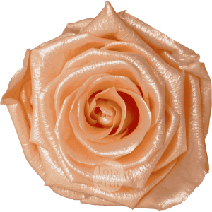 Discover Peach Glow by Hoja Verde, preserved Ecuadorian rose in soft peach pastel