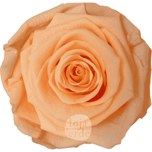 Peach by Hoja Verde, Ecuadorian Preserved & Tinted Rose in soft peach
