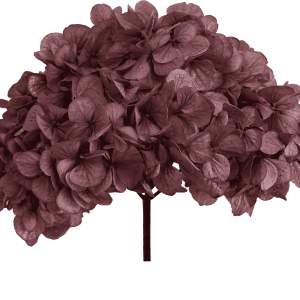 Hydrangea Pink Antique