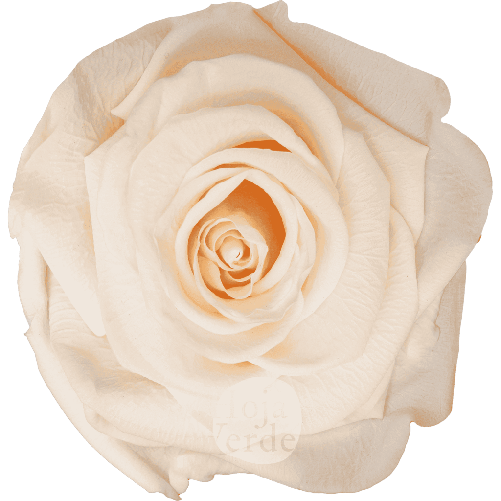Pink Champagne by Hoja Verde, Ecuadorian Preserved & Tinted Rose in pastel blush-pink