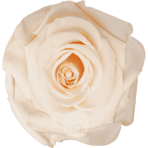 Pink Champagne by Hoja Verde, Ecuadorian Preserved & Tinted Rose in pastel blush-pink