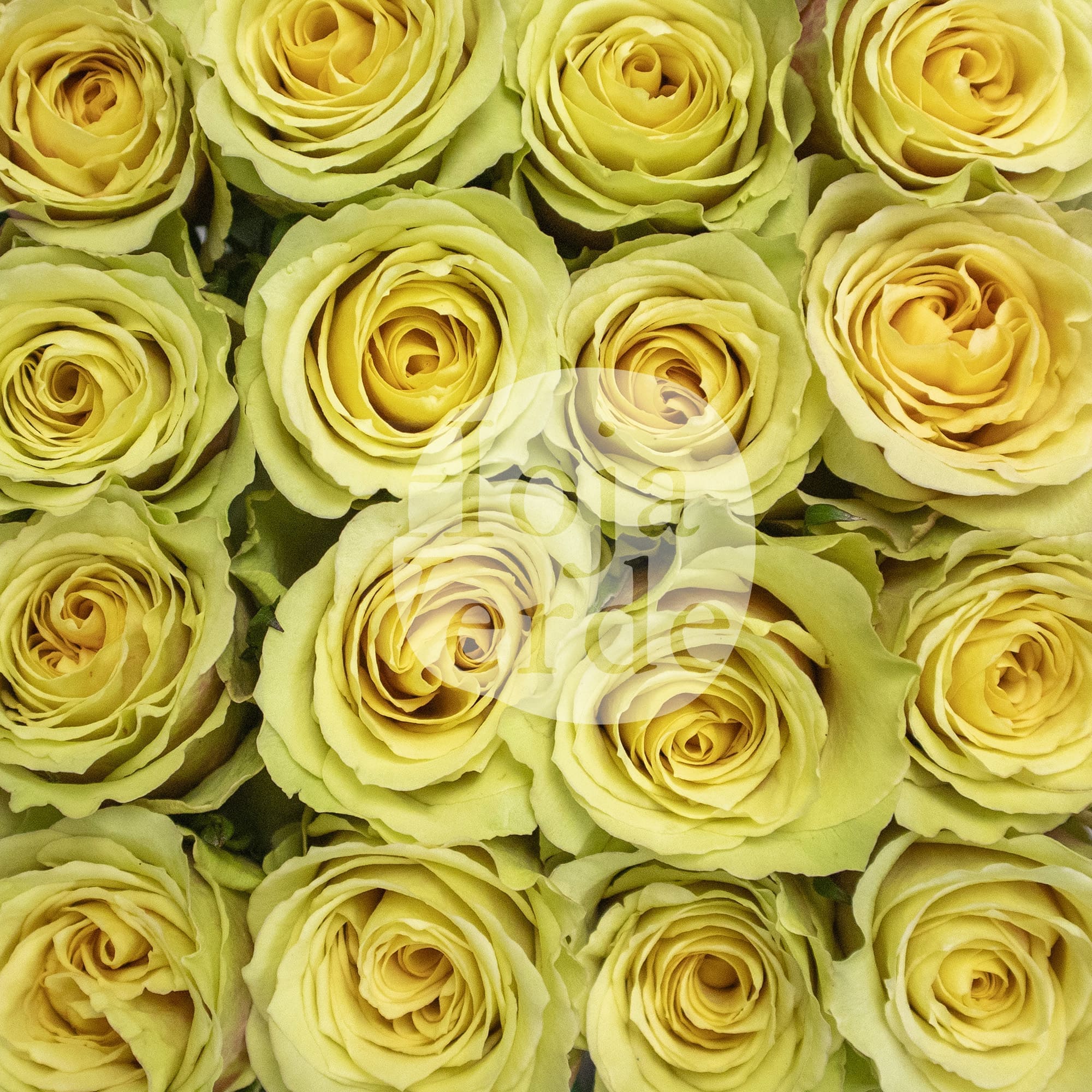 Pistaccino, yellow-green premium rose variety grown by Hoja Verde Roses in Ecuador