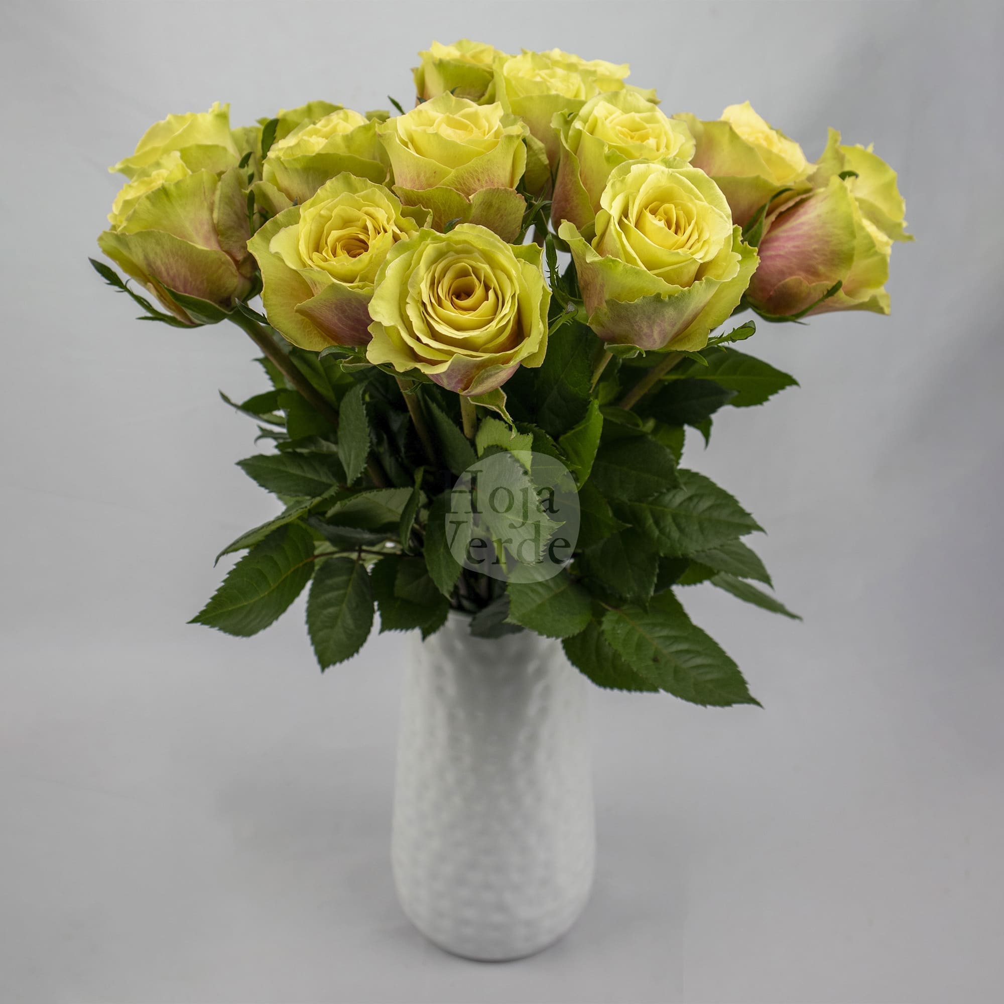 Pistaccino, yellow-green premium rose variety grown by Hoja Verde Roses in Ecuador