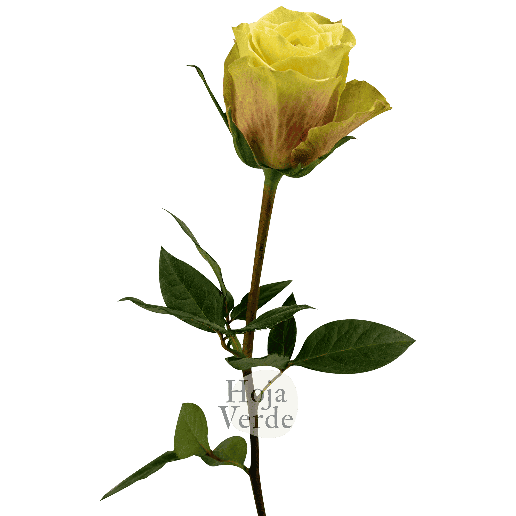Pistaccino, yellow-green premium rose variety grown by Hoja Verde Roses in Ecuador