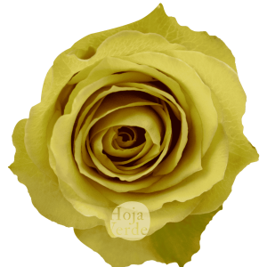 Pistaccino, yellow-green premium rose variety grown by Hoja Verde Roses in Ecuador