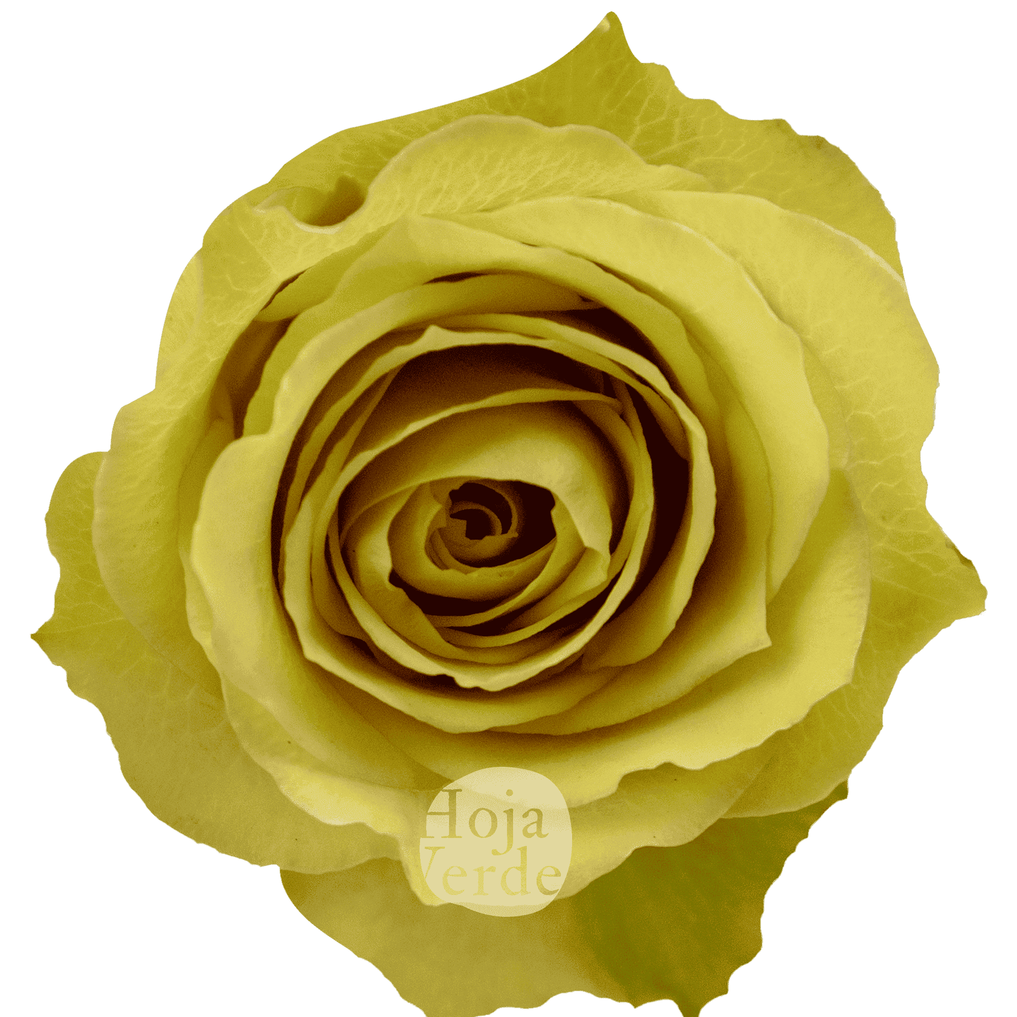 Pistaccino, yellow-green premium rose variety grown by Hoja Verde Roses in Ecuador