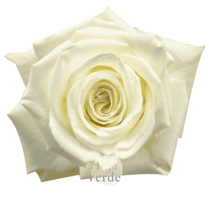 Playa Blanca, pure white premium rose by Hoja Verde