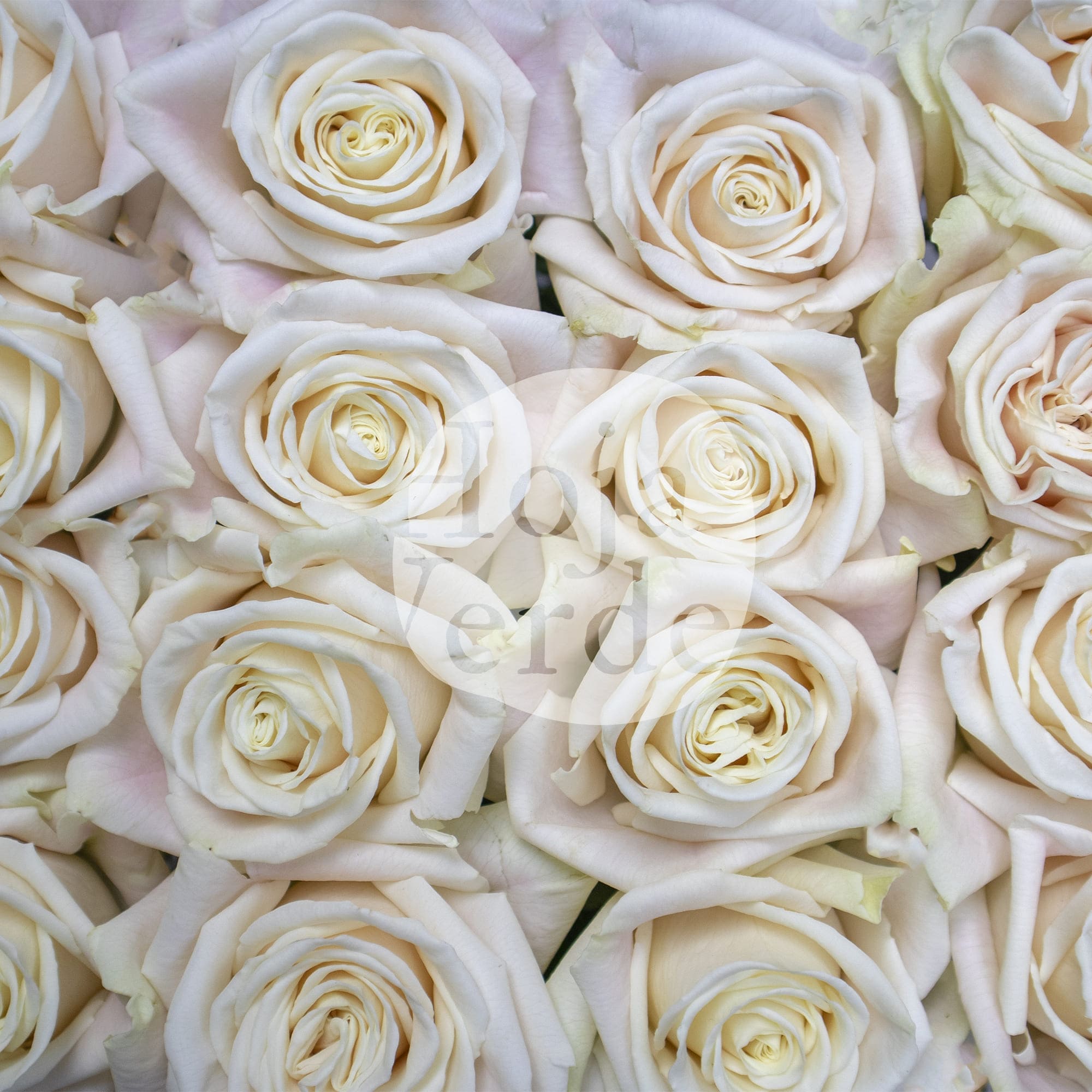 Playa Blanca Rosa, white rose with a soft blush pink hue