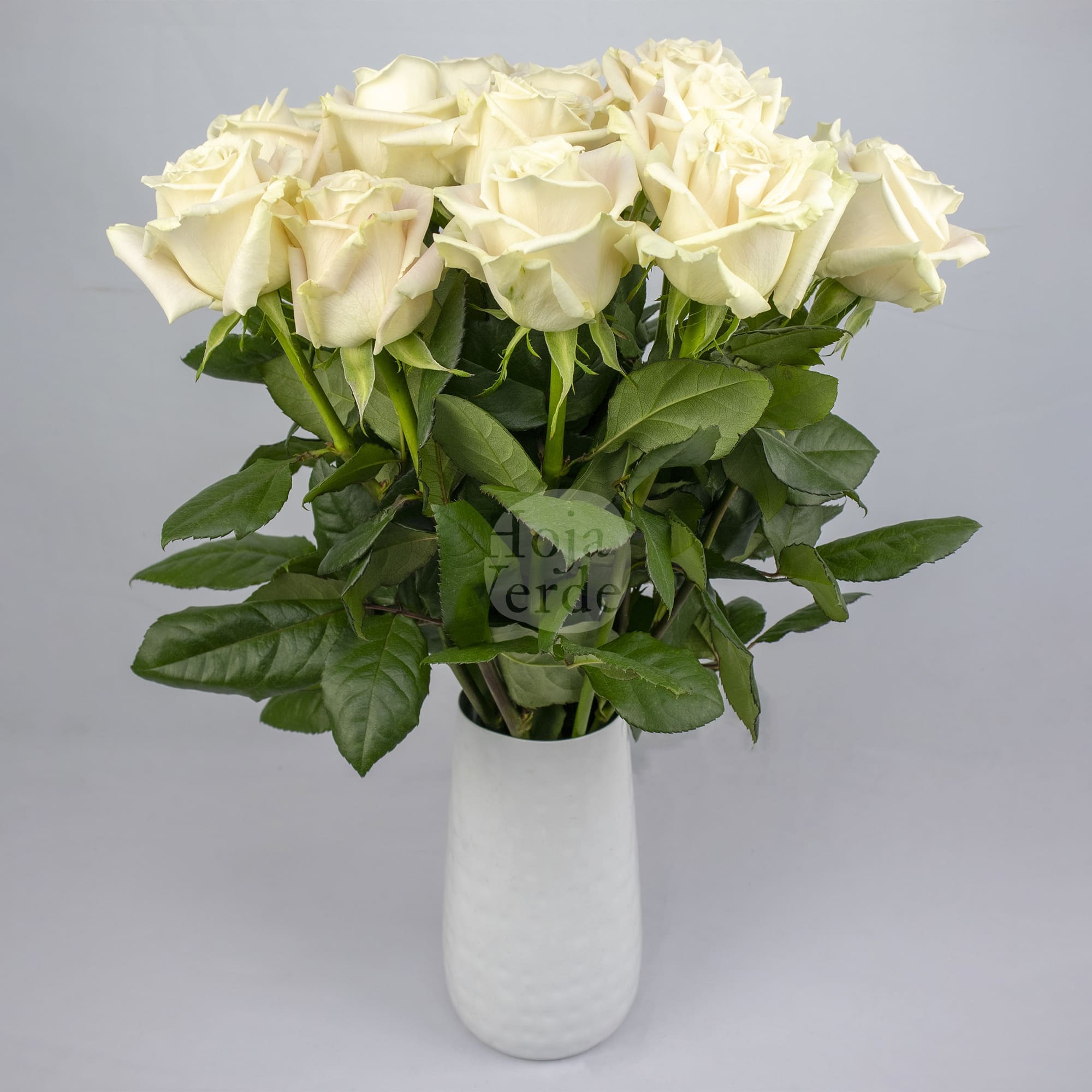 Playa Blanca Rosa, white rose with a soft blush pink hue