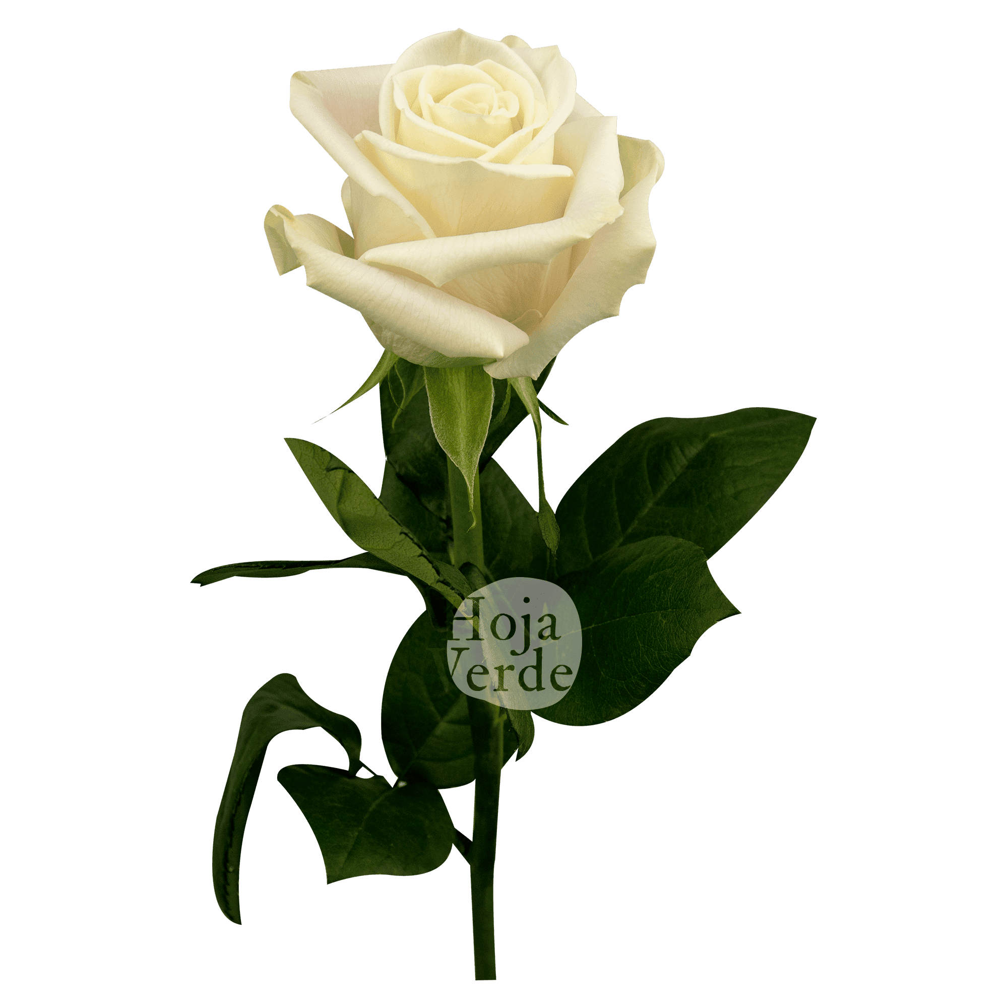 Playa Blanca, pure white premium rose by Hoja Verde