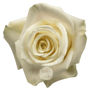 Playa Blanca Rosa, white rose with a soft blush pink hue