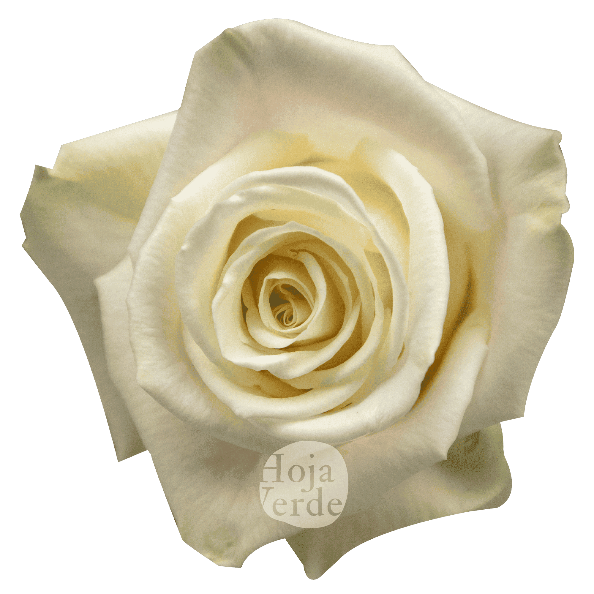 Playa Blanca Rosa, white rose with a soft blush pink hue