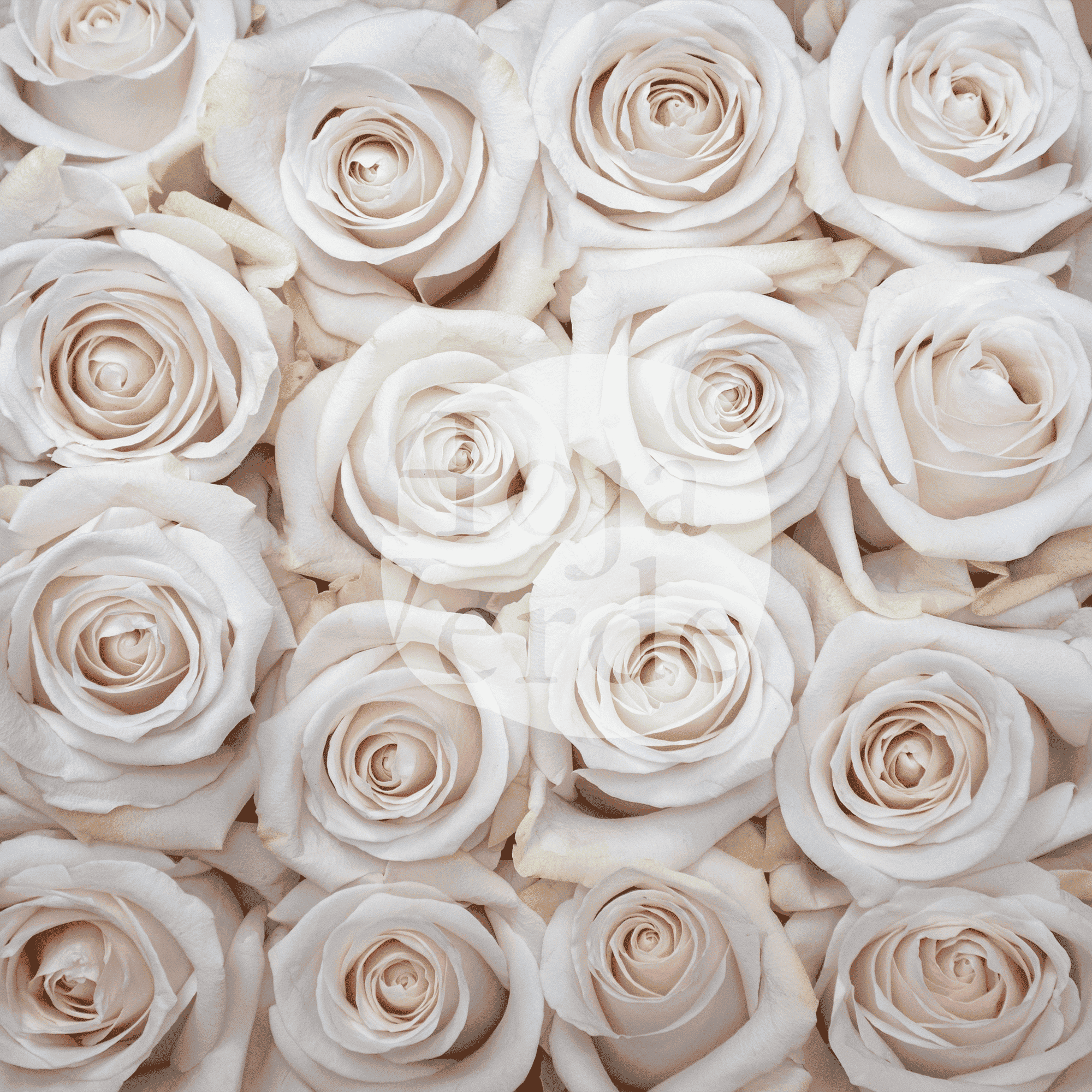 Pomarosa, soft light pink rose by Hoja Verde