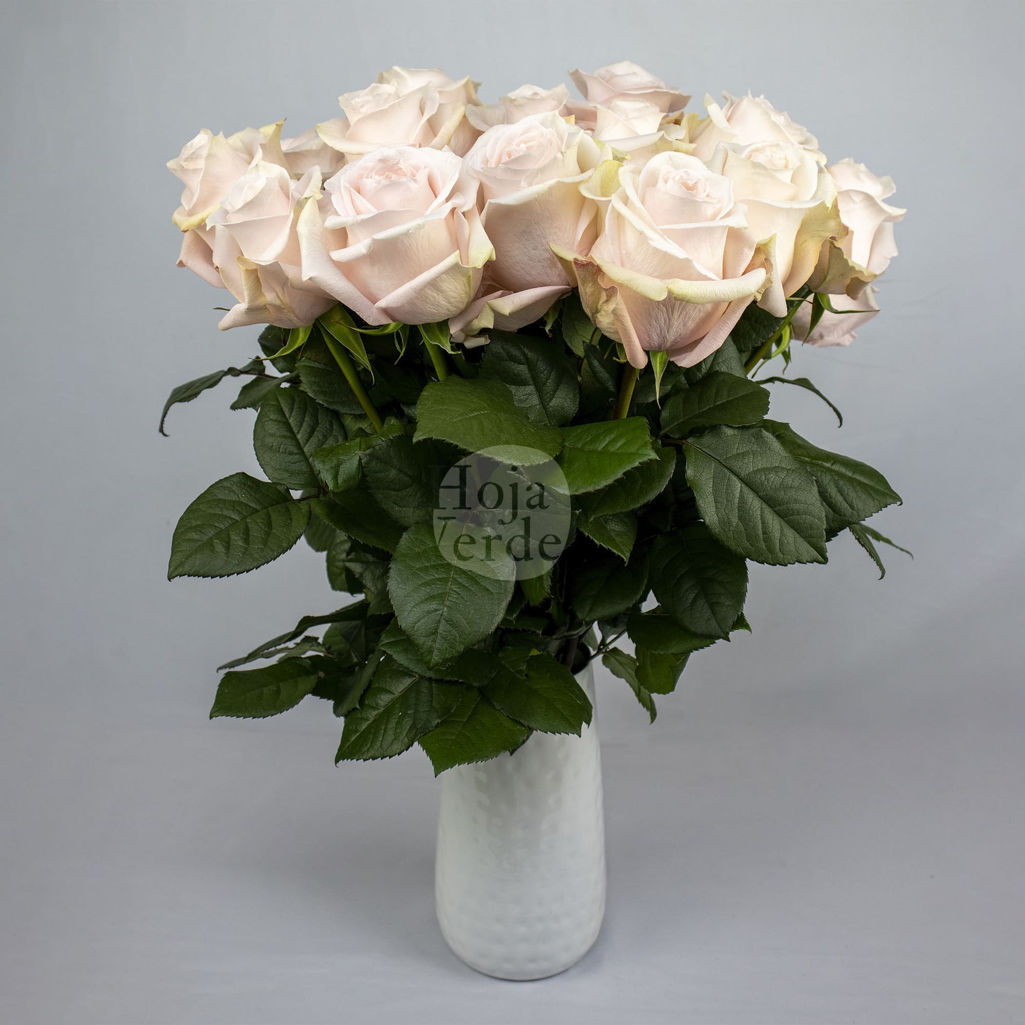 Pomarosa, soft light pink rose by Hoja Verde