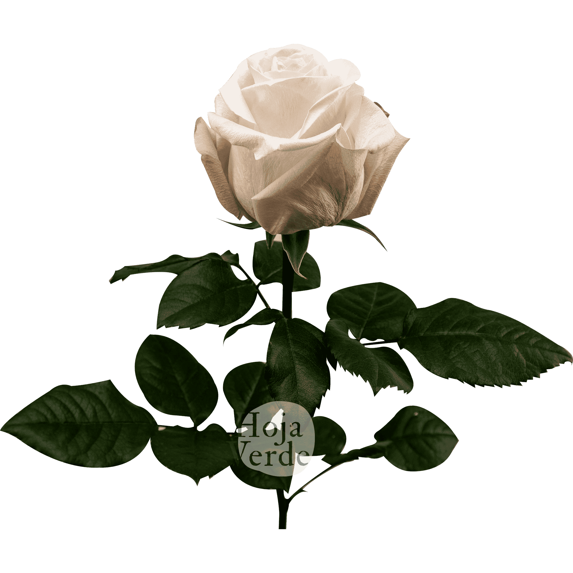 Pomarosa, soft light pink rose by Hoja Verde