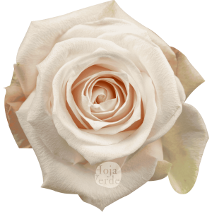 Pomarosa, soft light pink rose by Hoja Verde