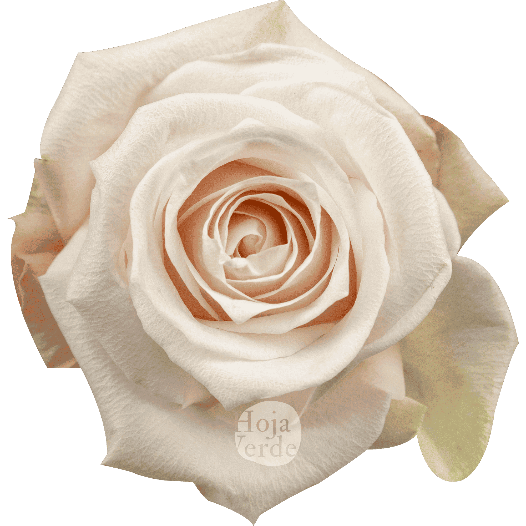 Pomarosa, soft light pink rose by Hoja Verde