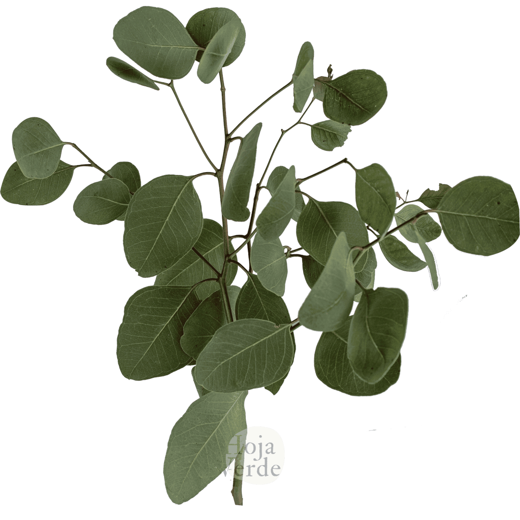 Populnea eucalyptus by Hoja Verde Ecuador, with rounded, deep green leaves and firm texture — ideal for adding structure and fullness to floral arrangements.
