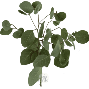 Populnea eucalyptus by Hoja Verde Ecuador, with rounded, deep green leaves and firm texture — ideal for adding structure and fullness to floral arrangements.