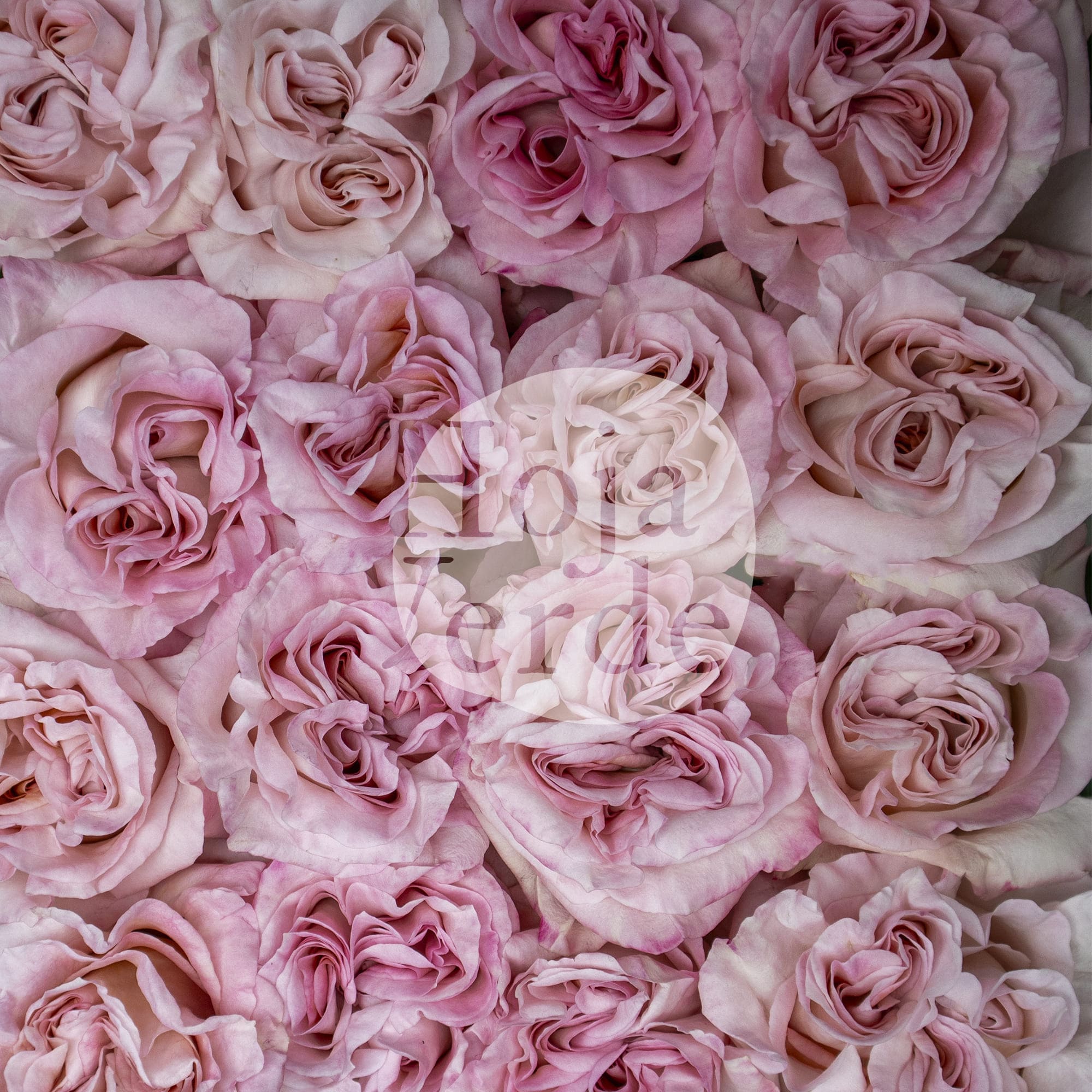 Soft pink Powder Puff garden rose with densely layered petals