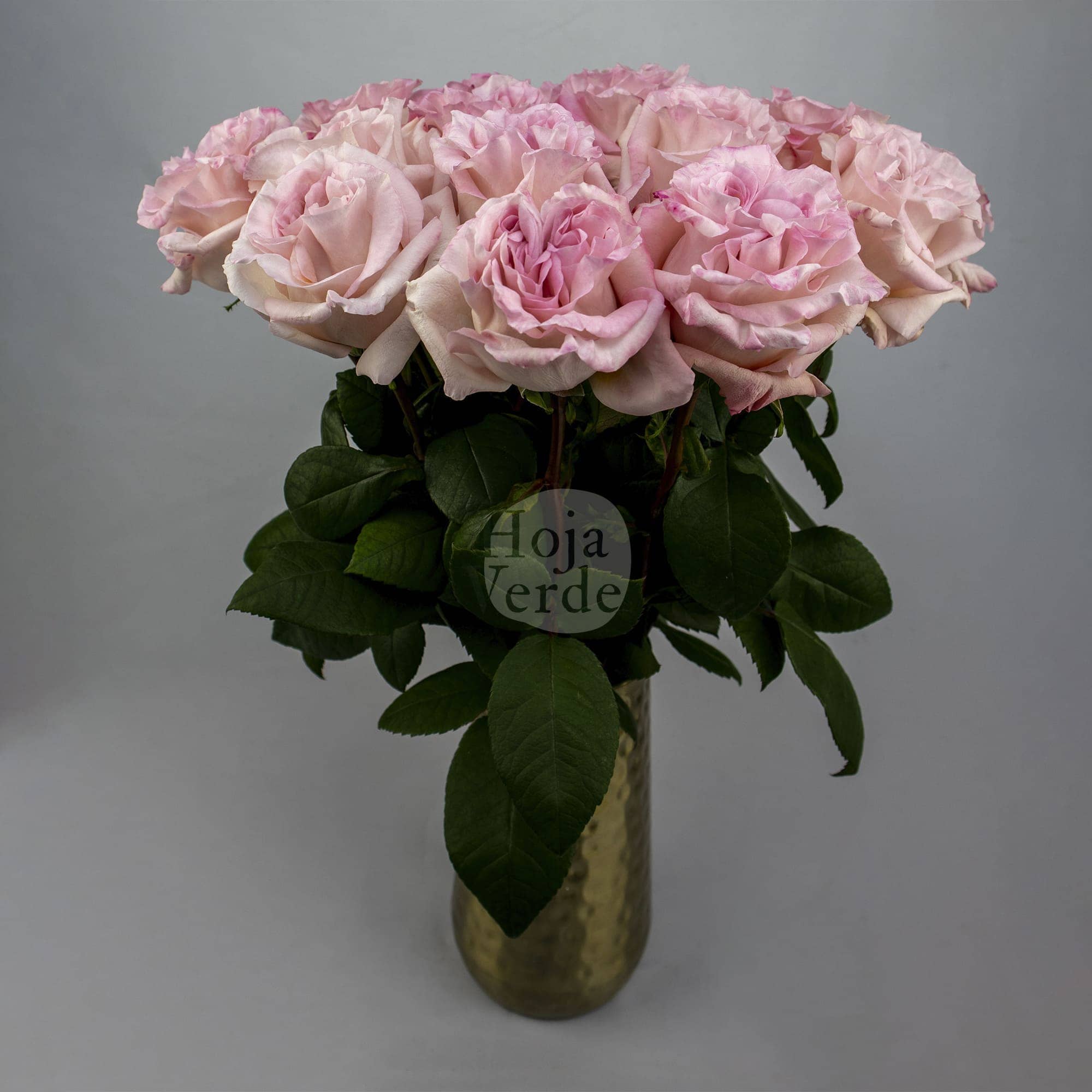Soft pink Powder Puff garden rose with densely layered petals