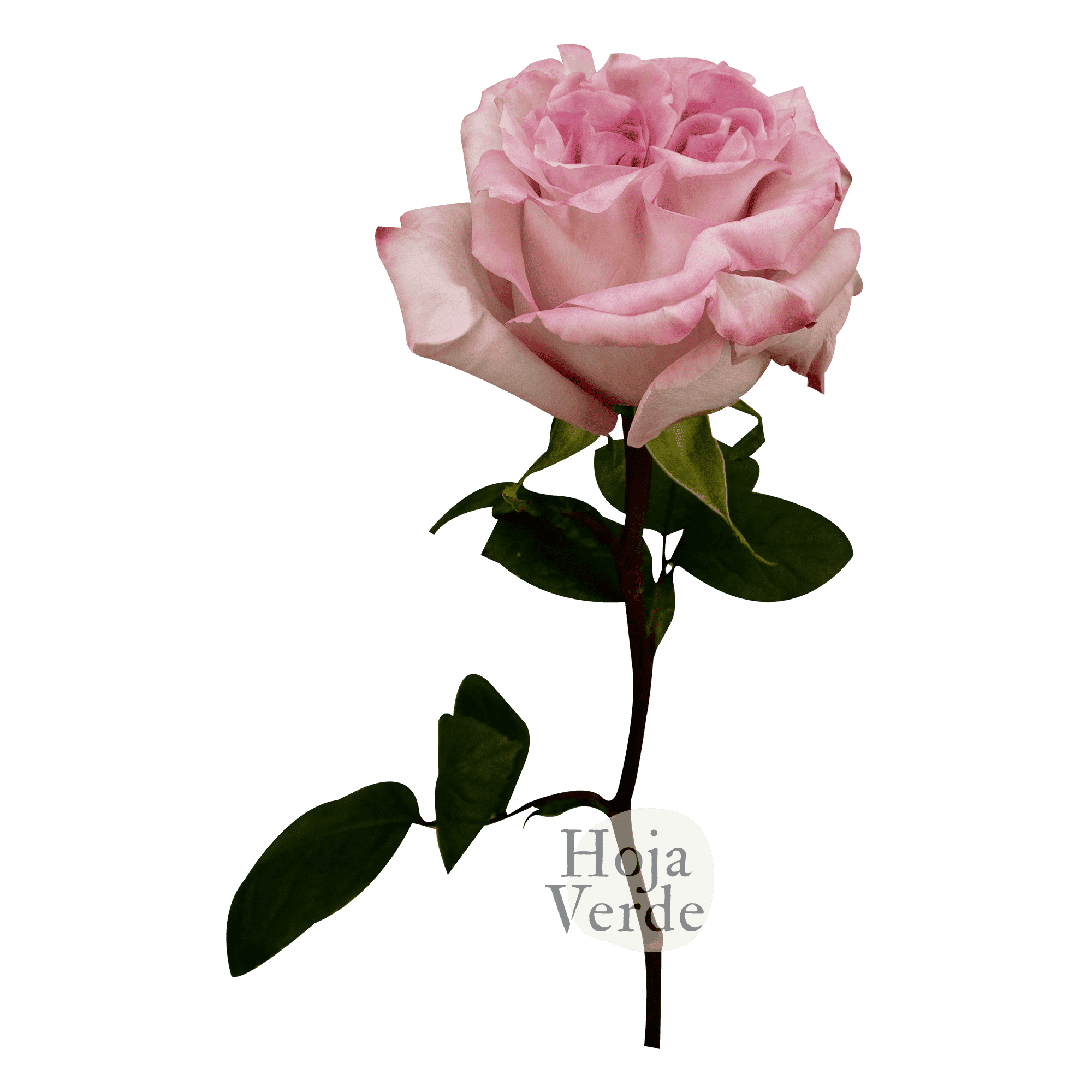 Soft pink Powder Puff garden rose with densely layered petals