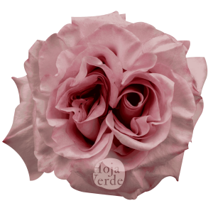 Soft pink Powder Puff garden rose with densely layered petals