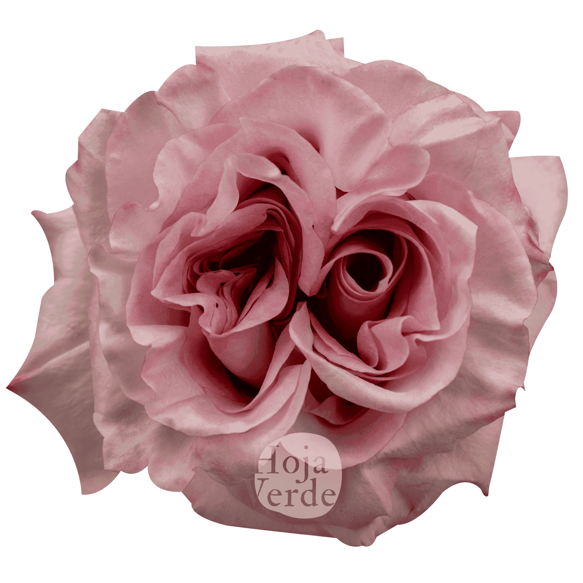 Soft pink Powder Puff garden rose with densely layered petals