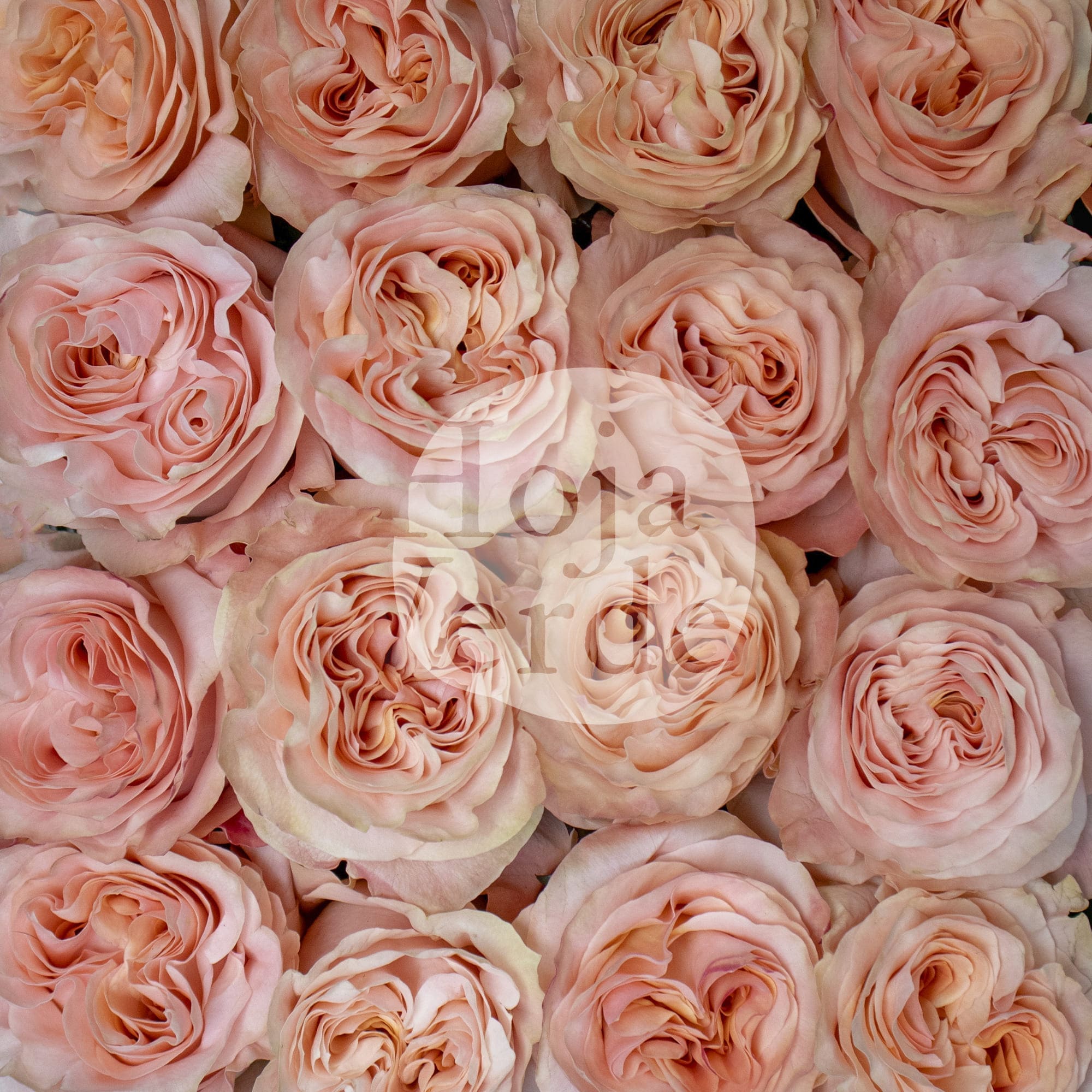 Princess Crown garden rose with unique peach hue, delicate swirls and ruffles