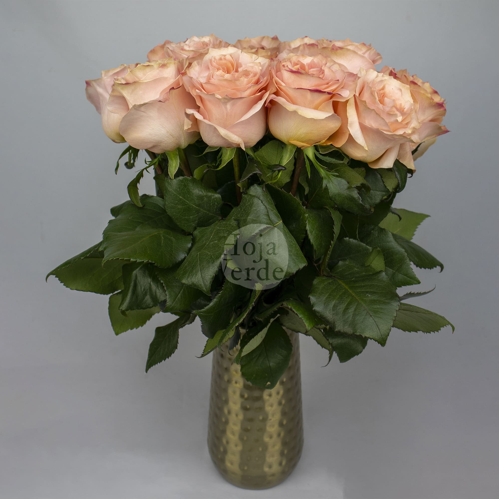 Princess Crown garden rose with unique peach hue, delicate swirls and ruffles