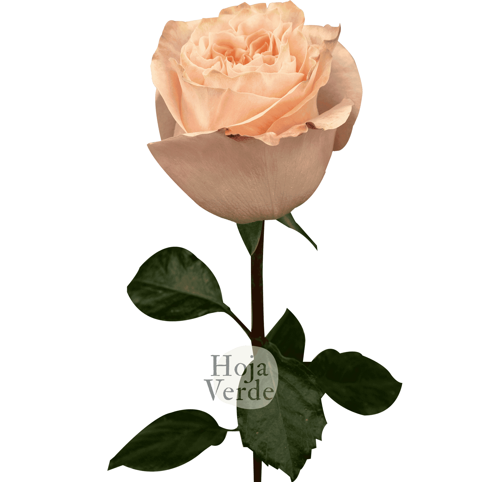 Princess Crown garden rose with unique peach hue, delicate swirls and ruffles