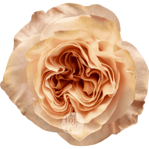Princess Crown garden rose with unique peach hue, delicate swirls and ruffles