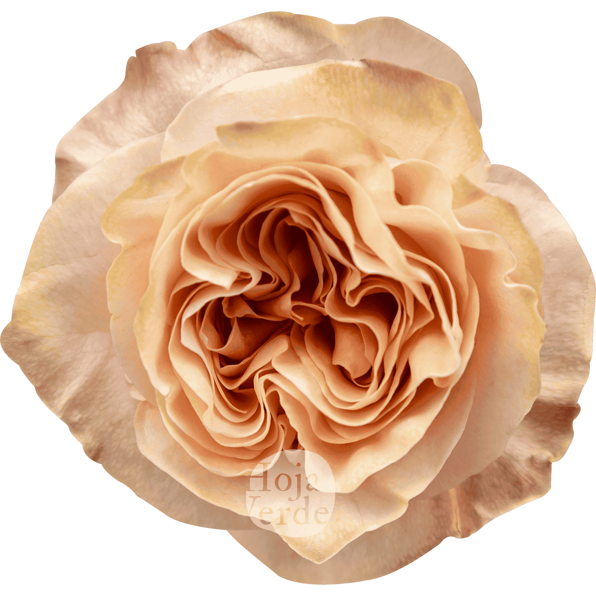 Princess Crown garden rose with unique peach hue, delicate swirls and ruffles