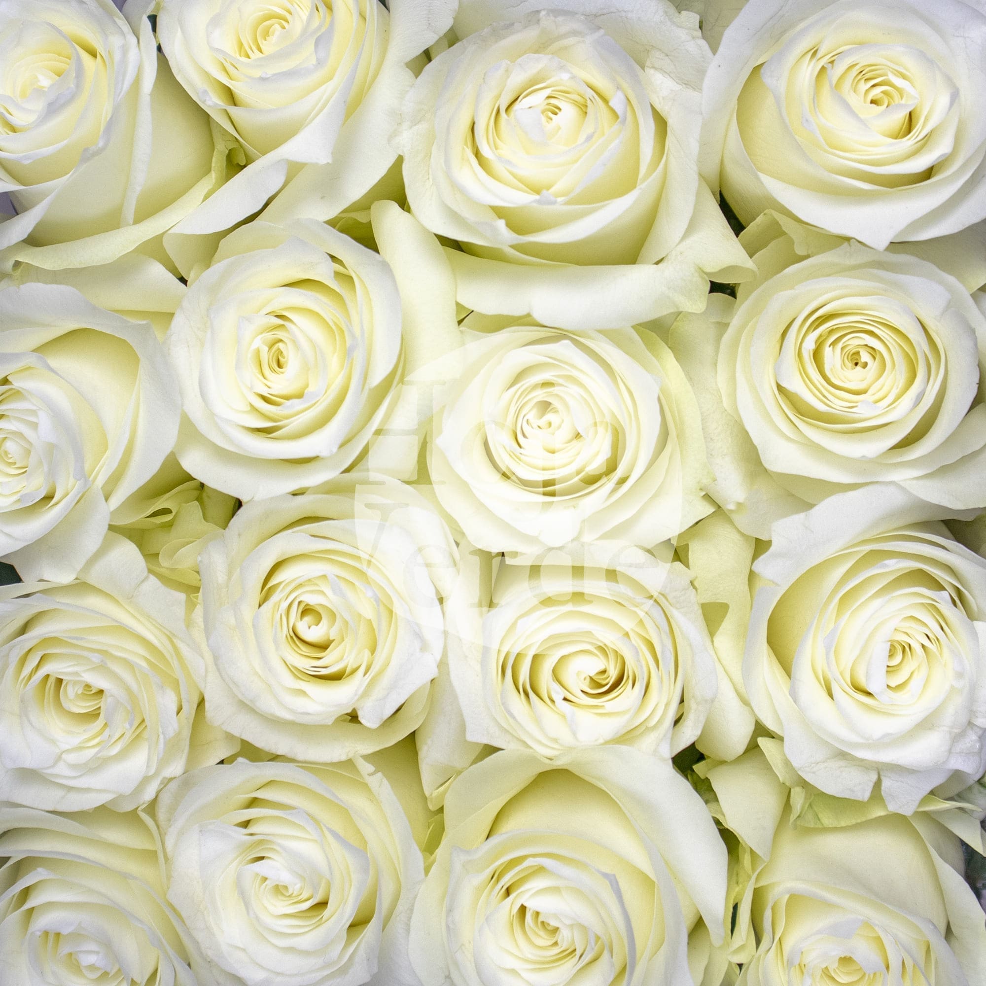 Proud white premium rose from Hoja Verde