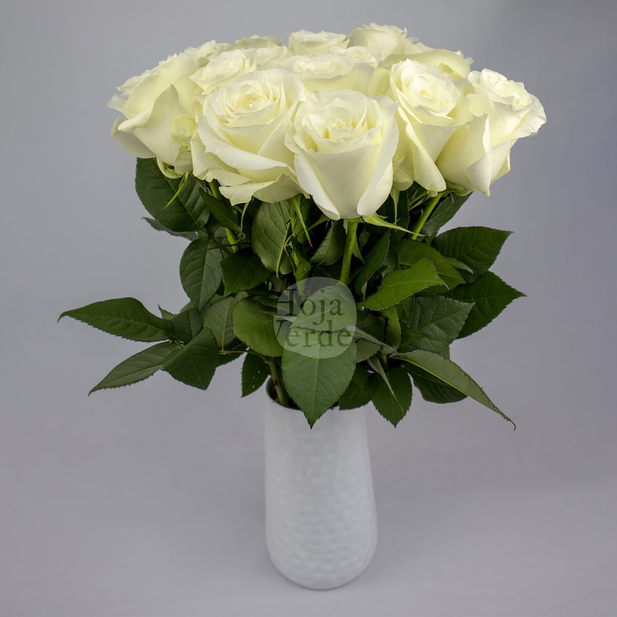 Proud white premium rose from Hoja Verde
