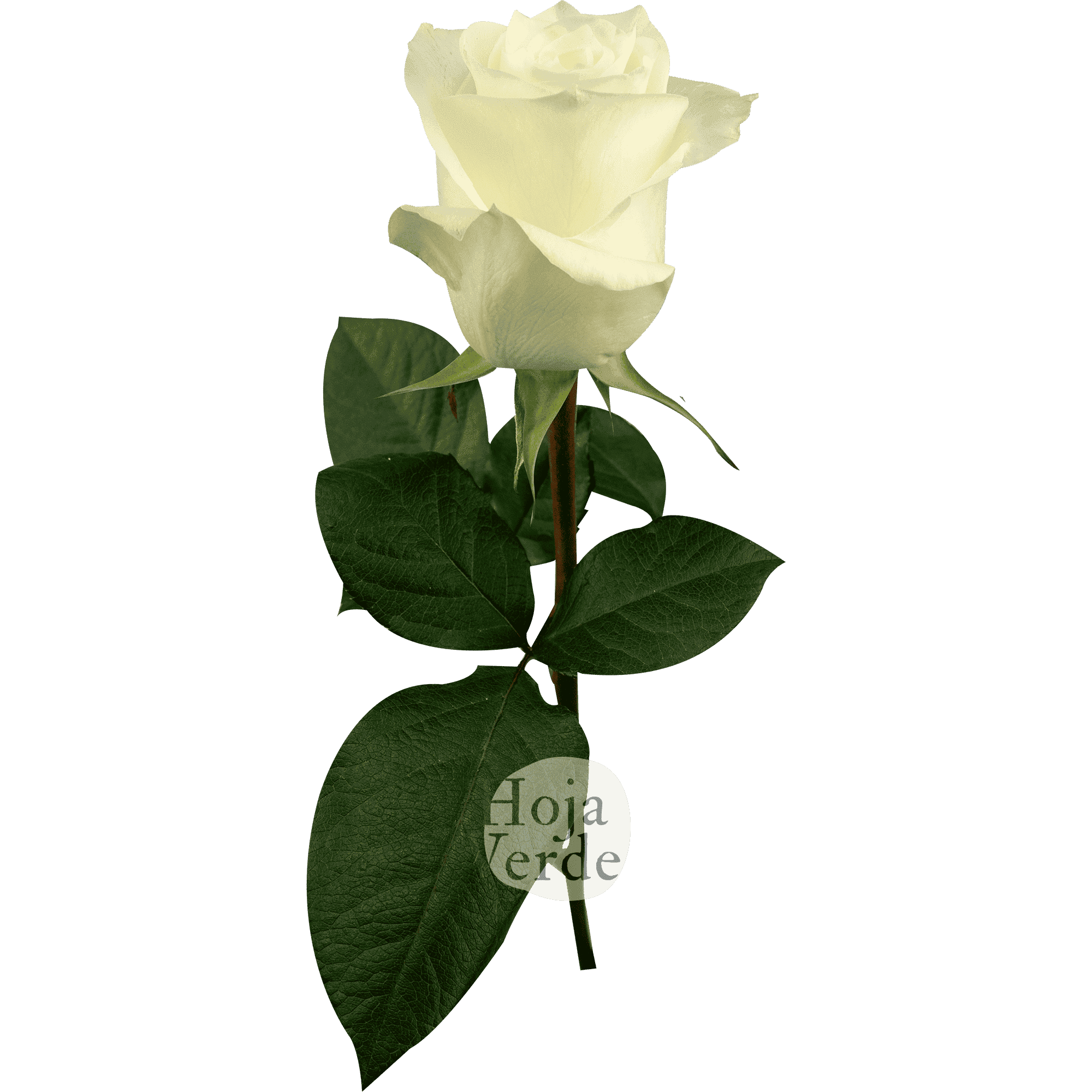 Proud white premium rose from Hoja Verde