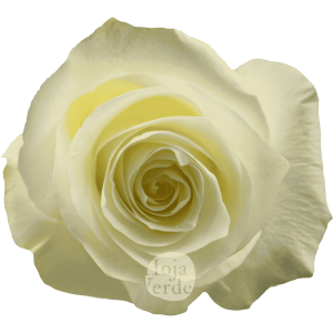 Proud white premium rose from Hoja Verde