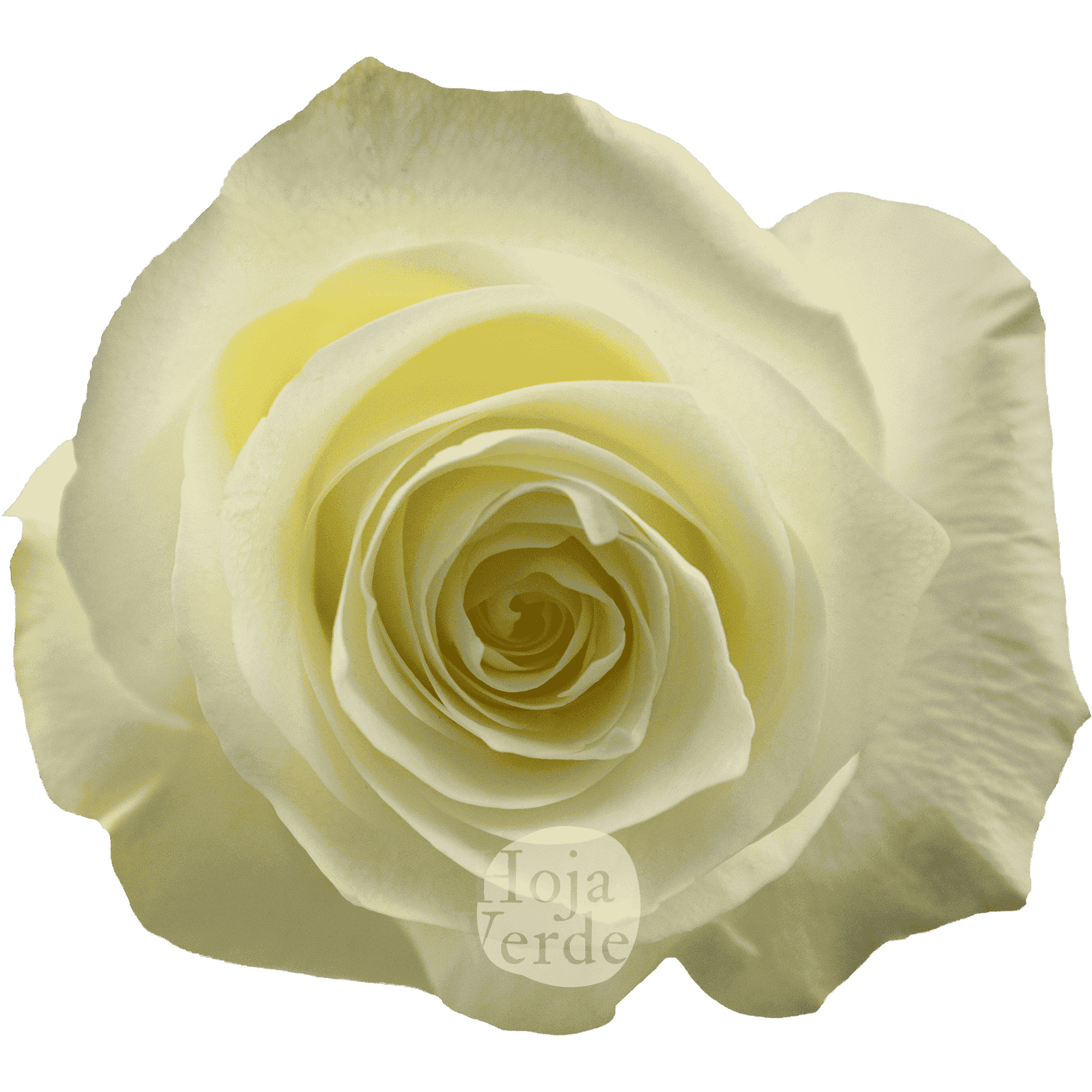 Proud white premium rose from Hoja Verde