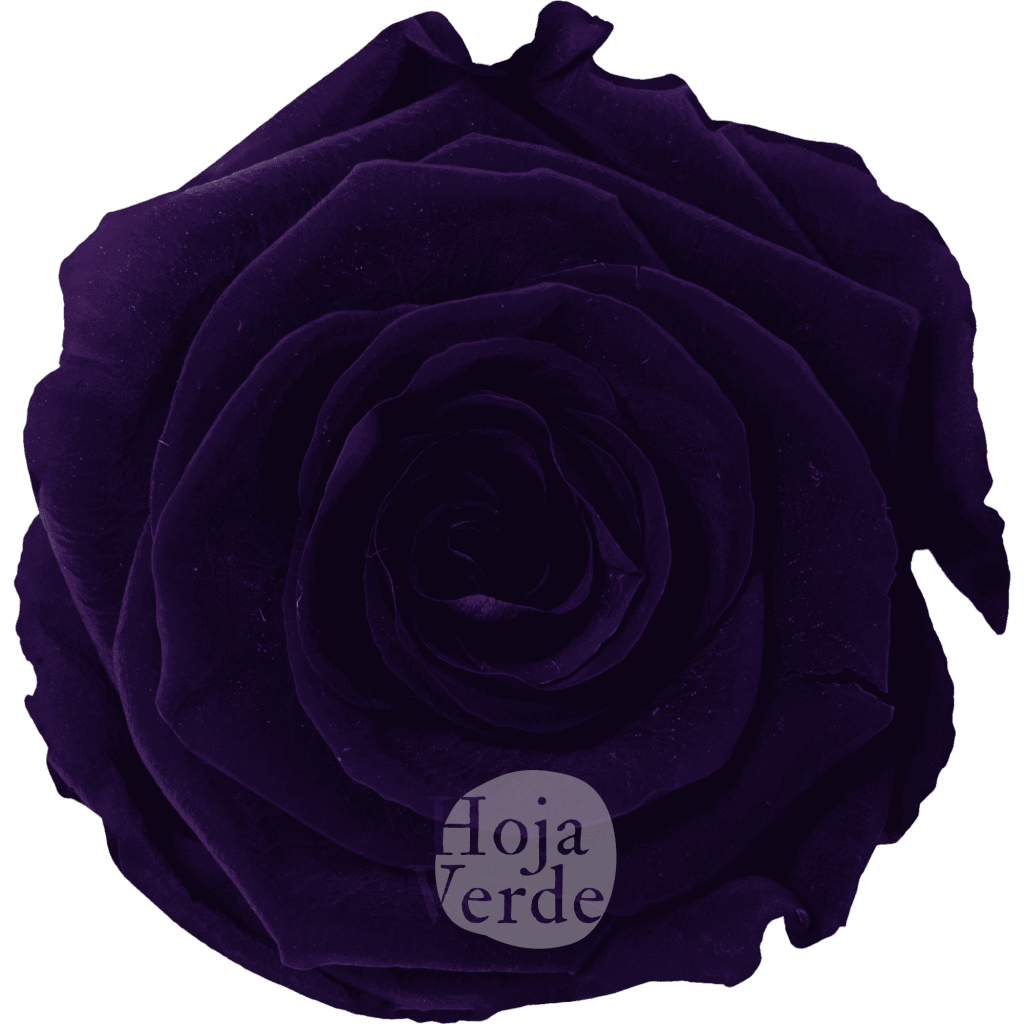 Purple by Hoja Verde, Ecuadorian Preserved & Tinted Rose in dark purple