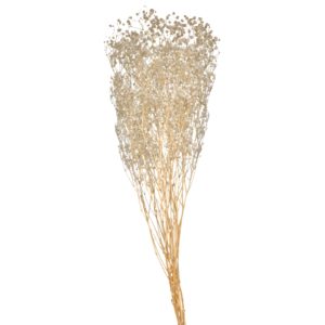 Gypsophila