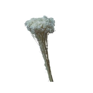 Riceflower