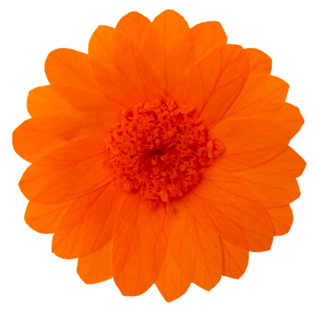 Hoja Verde preserved Calendulas from Ecuador