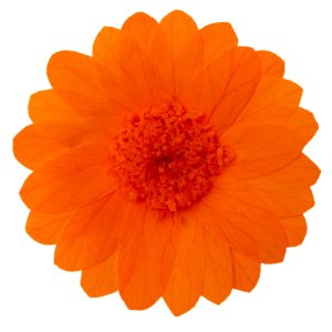 Hoja Verde preserved Calendulas from Ecuador