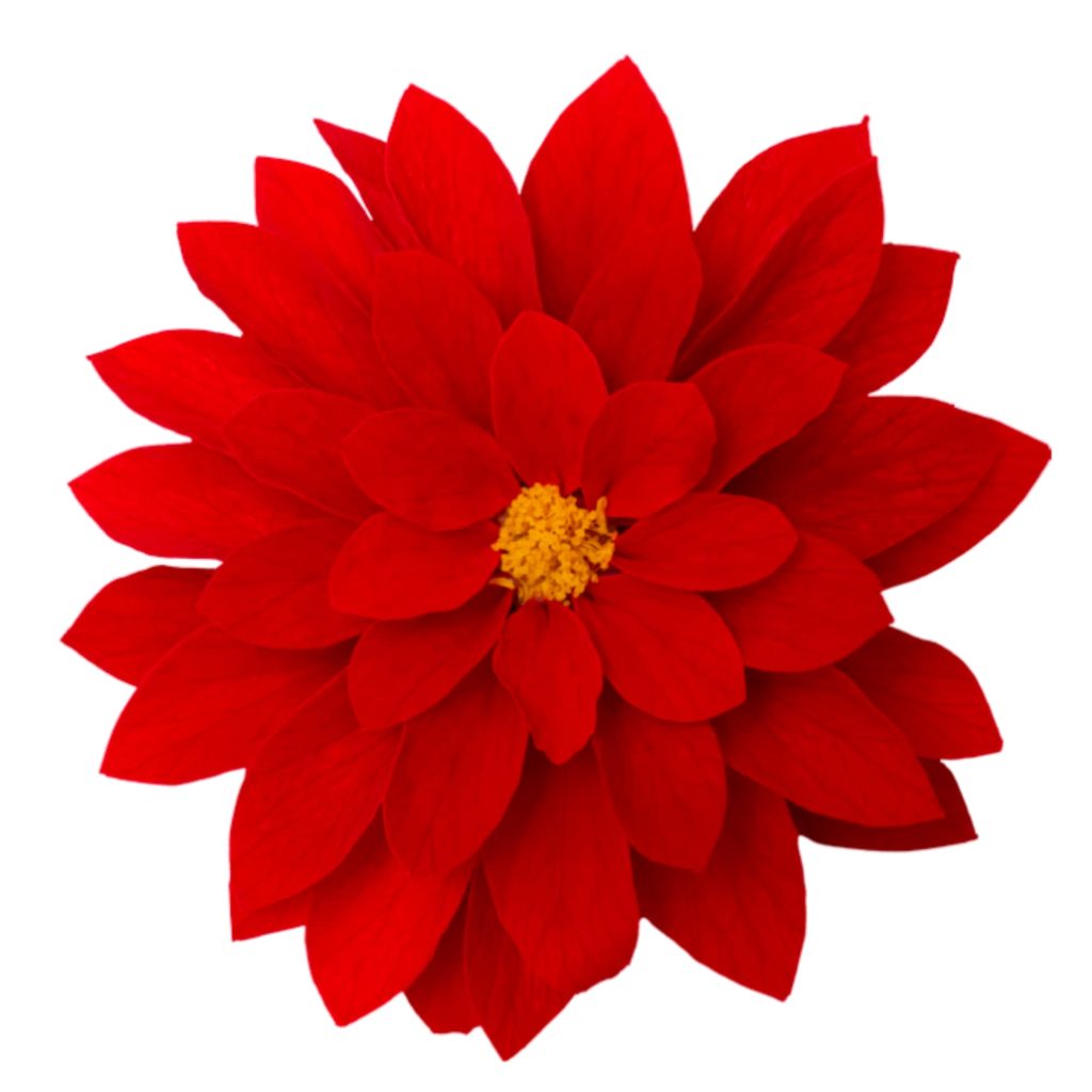 Hoja Verde preserved Dahlias from Ecuador