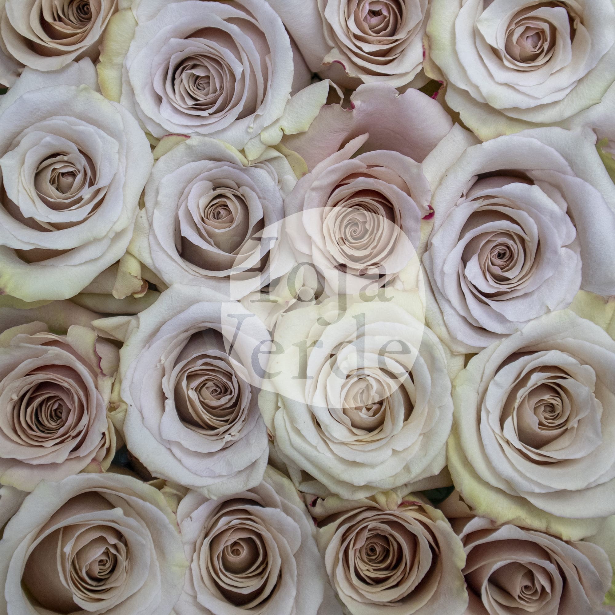 Quicksand by Hoja Verde, Ecuadorian rose — ivory, sand, and lavender-toned variety