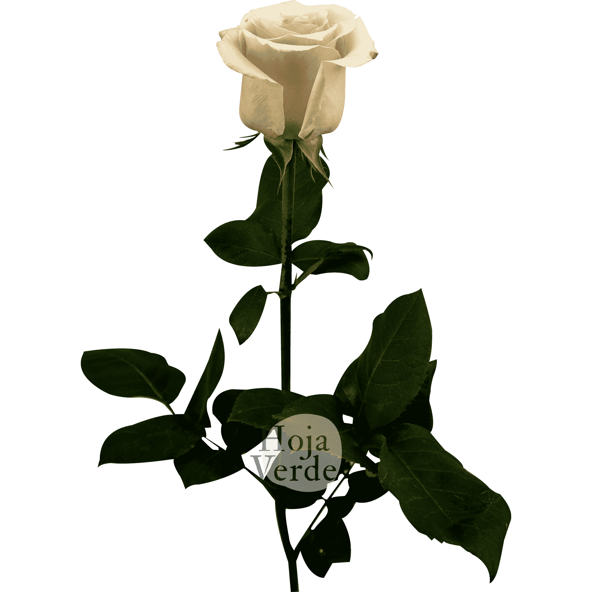 Quicksand by Hoja Verde, Ecuadorian rose — ivory, sand, and lavender-toned variety