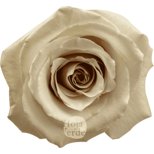 Quicksand by Hoja Verde, Ecuadorian rose — ivory, sand, and lavender-toned variety