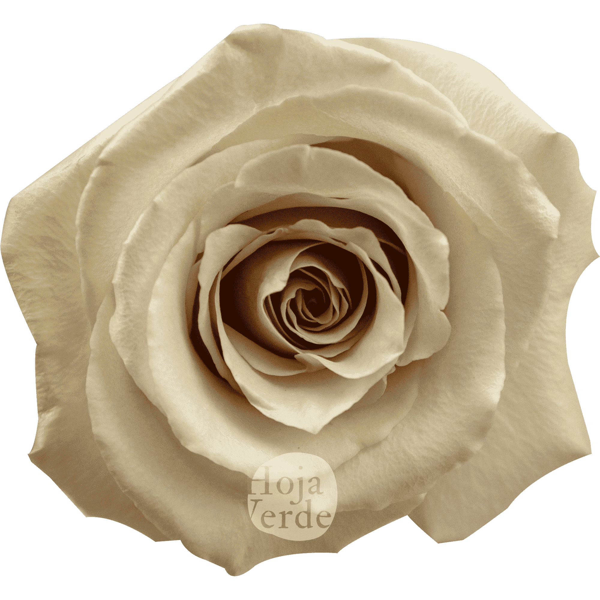 Quicksand by Hoja Verde, Ecuadorian rose — ivory, sand, and lavender-toned variety