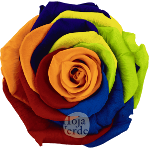 Rainbow by Hoja Verde, Ecuadorian Preserved & Tinted Rose with multicolor petals